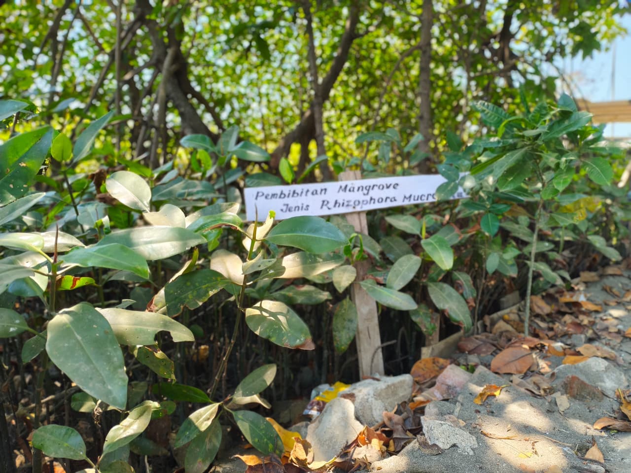 Pembibitan Mangrove Rhizophora