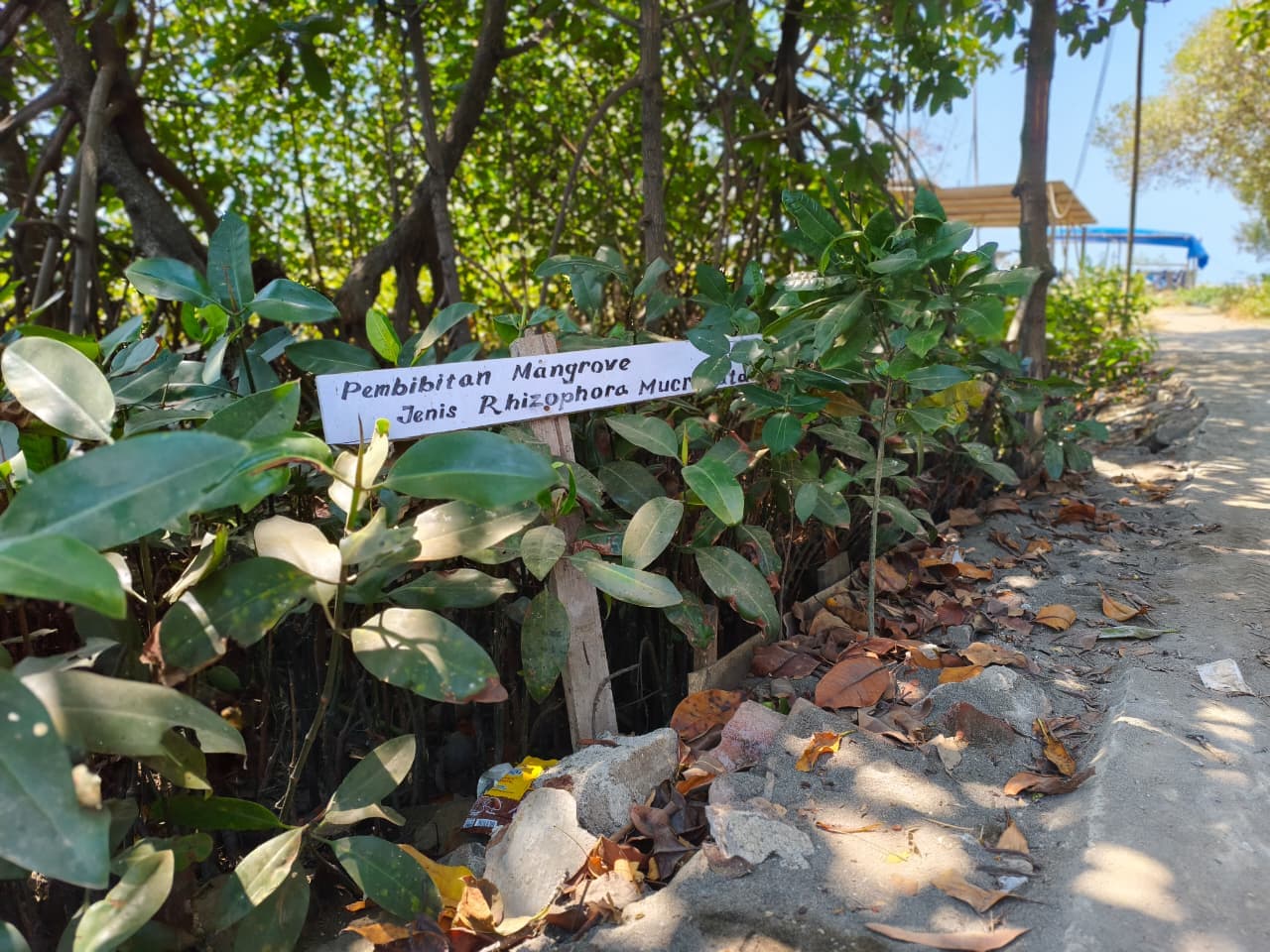 Konservasi Mangrove Pesisir