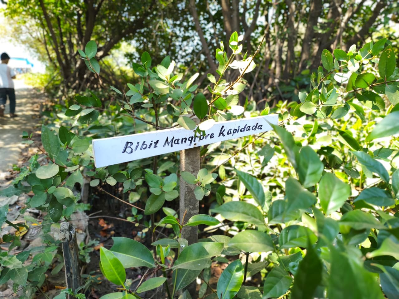 Pembibitan Mangrove Kapidada